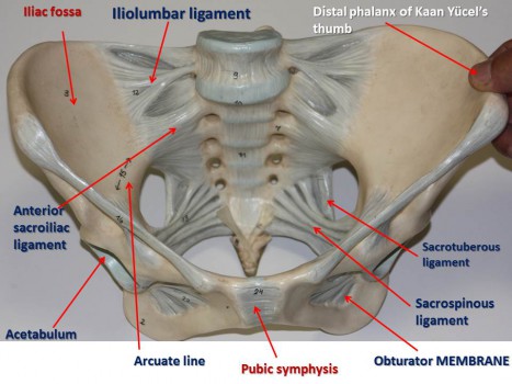 figure-9-pelvis-ligaments-superior-view5