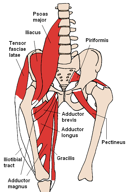 Anterior_Hip_Muscles_2