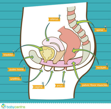 pelvic_floor_illo_300x300_UK