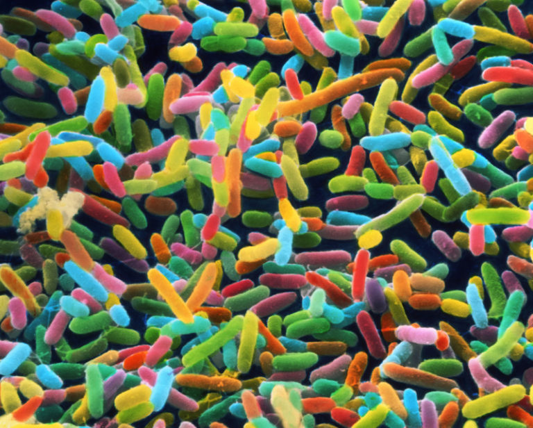 Pentingnya Microbiome Manusia