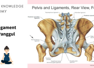 Ligamen Sacrotuberous; kunci atasi persalinan yang Lama dan panjang