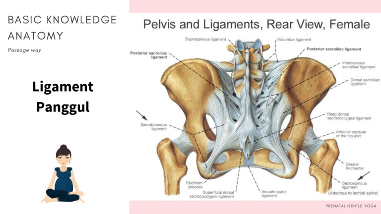 Ligamen Sacrotuberous; kunci atasi persalinan yang Lama dan panjang